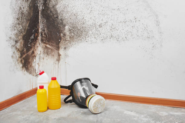 Best Local Mold Removal Service  in Golden Triangle, NJ