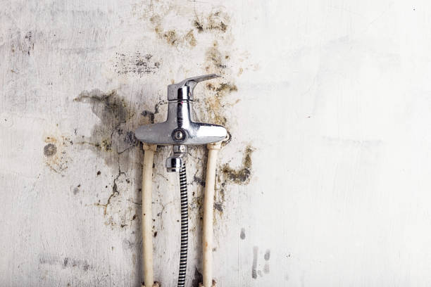 Best Certified Mold Removal  in Golden Triangle, NJ