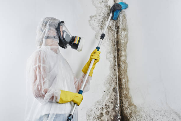 Best Emergency Mold Removal  in Golden Triangle, NJ