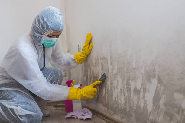 Best Mold Cleaning Services  in Golden Triangle, NJ