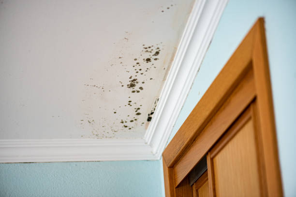 Best Commercial Mold Removal  in Golden Triangle, NJ