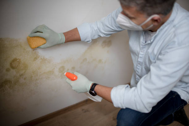 Best Commercial Mold Removal  in Golden Triangle, NJ