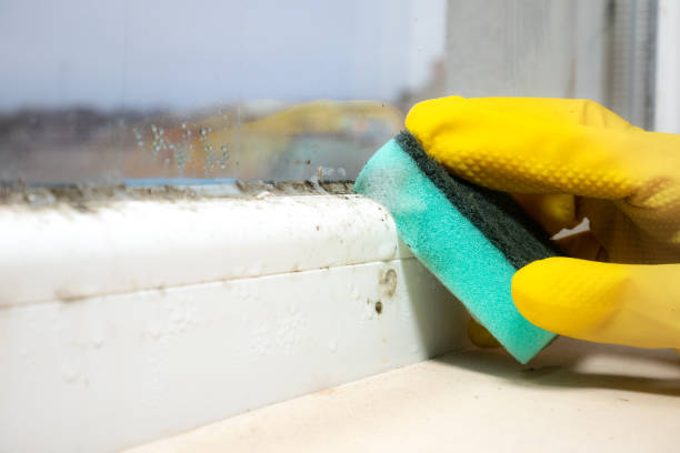 Best Home Mold Removal  in Golden Triangle, NJ