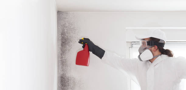 Best Certified Mold Removal  in Golden Triangle, NJ