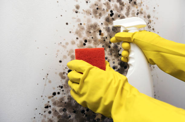 Best Crawl Space Mold Removal  in Golden Triangle, NJ