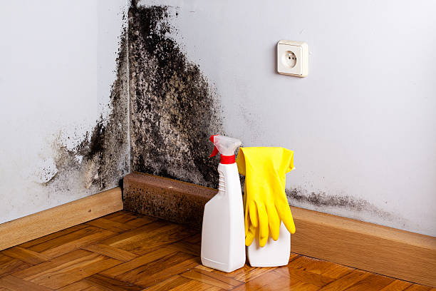 Mold Testing and Removal in Golden Triangle, NJ