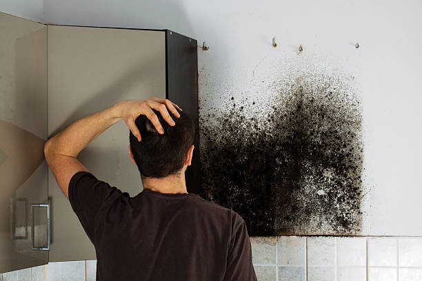 Best Mold Damage Repair  in Golden Triangle, NJ